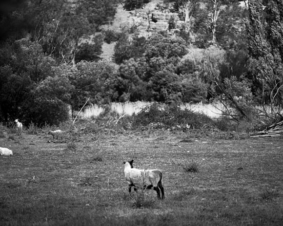 A grassy field is populated with sheep, with one prominent lamb in the foreground facing away. The background features dense foliage and trees, with some rocky terrain visible. The scene conveys a peaceful pastoral setting, typical of countryside landscapes.