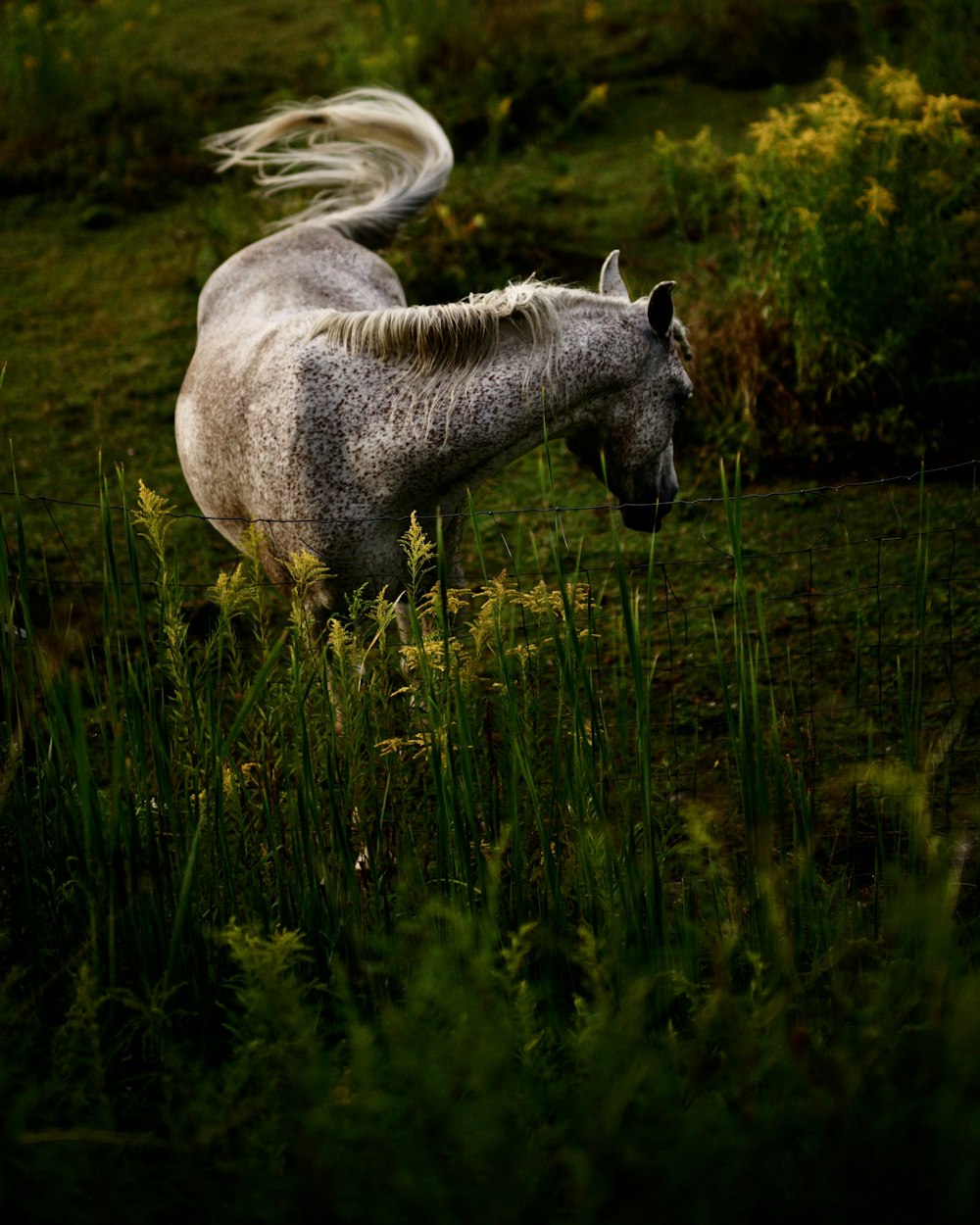 昼間の緑の芝生の上の灰色の馬