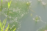 A body of water with green aquatic plants emerging from the surface. Small clusters of bubbles or debris are scattered across the water, and the surface has a murky green tint.