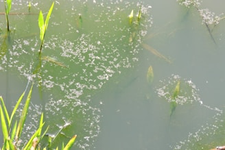 A body of water with green aquatic plants emerging from the surface. Small clusters of bubbles or debris are scattered across the water, and the surface has a murky green tint.