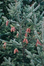 Evergreen tree branches laden with numerous pine cones, set against a background of dense foliage. The tree's needles are a vibrant green, and the cones are clustered neatly at the tips of the branches.