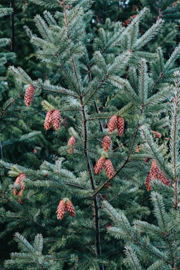 Evergreen tree branches laden with numerous pine cones, set against a background of dense foliage. The tree's needles are a vibrant green, and the cones are clustered neatly at the tips of the branches.
