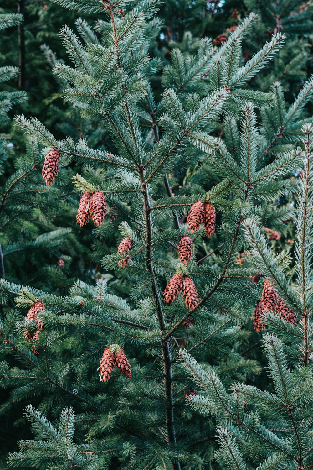 green and brown pine cones