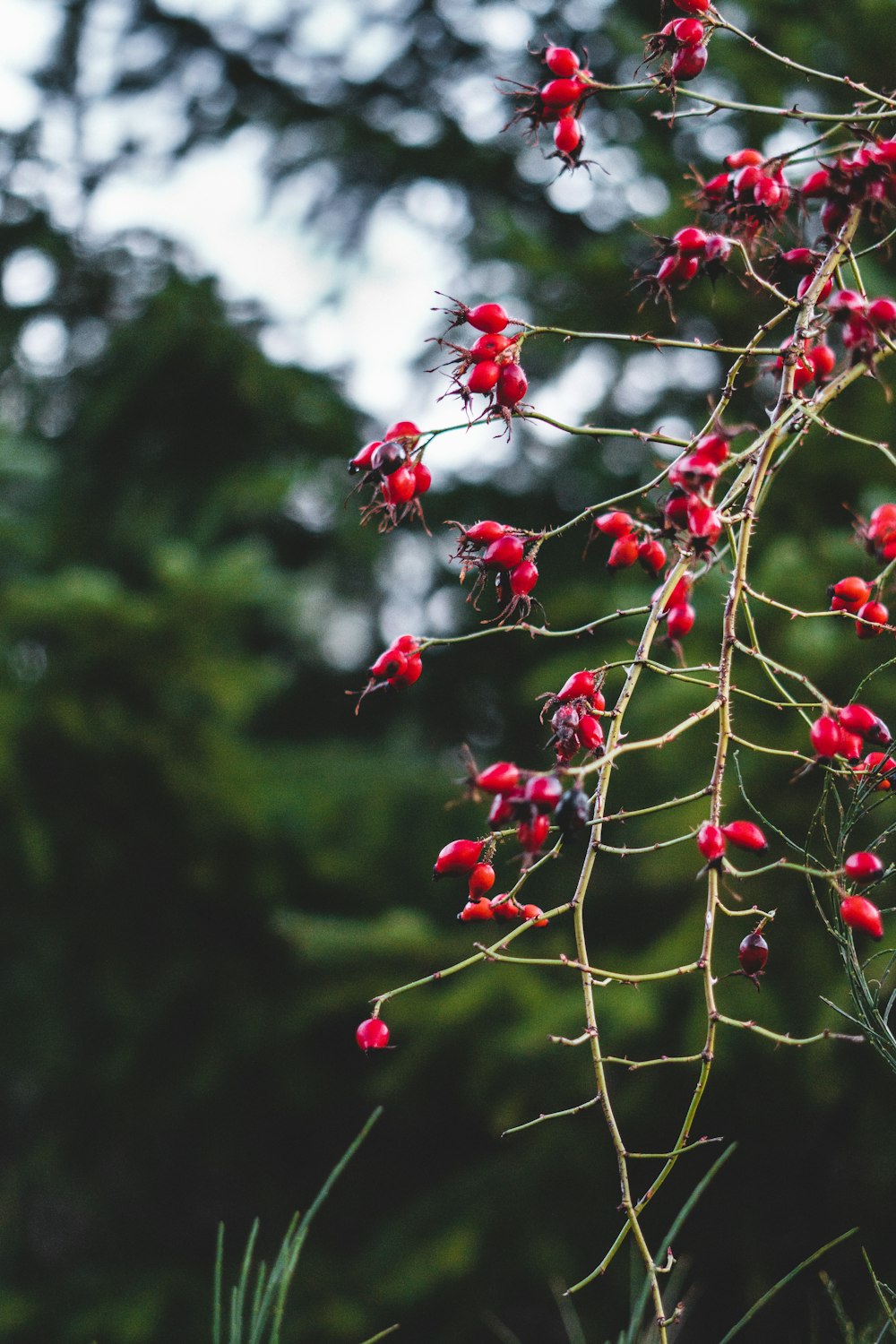 red round fruits on tree branch during daytime