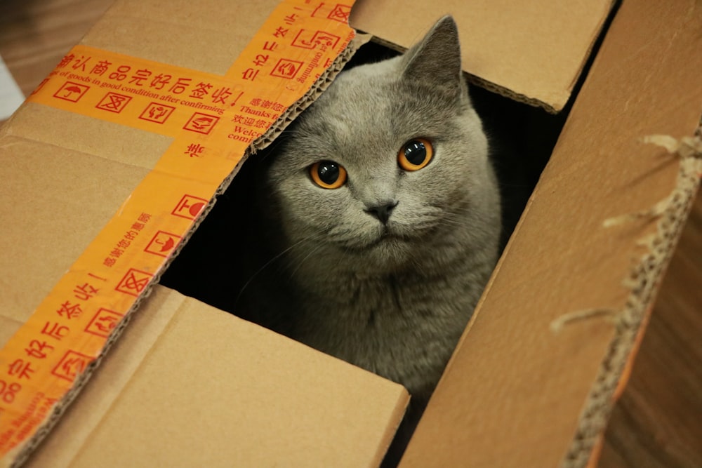 茶色の段ボール箱に入ったロシアの青い猫