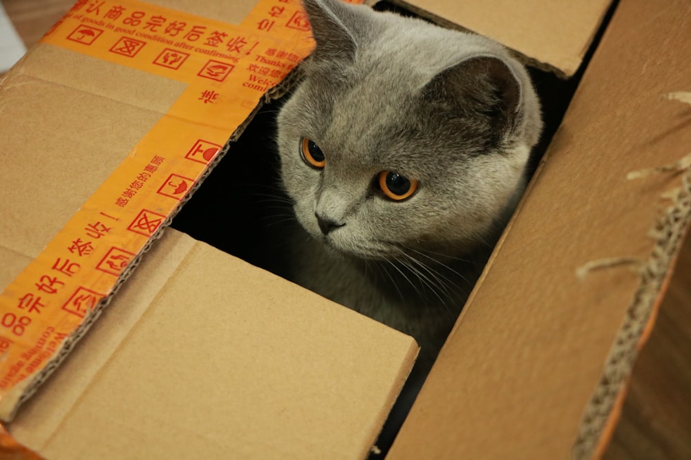 russian blue cat in brown cardboard box