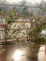Two potted plants placed on a sunlit balcony near a railing. The plant on the left features small pink flowers surrounded by lush green leaves, while the plant on the right appears to have herbs with faded flowers. The pots are decorative and add a touch of artistry to the scene.