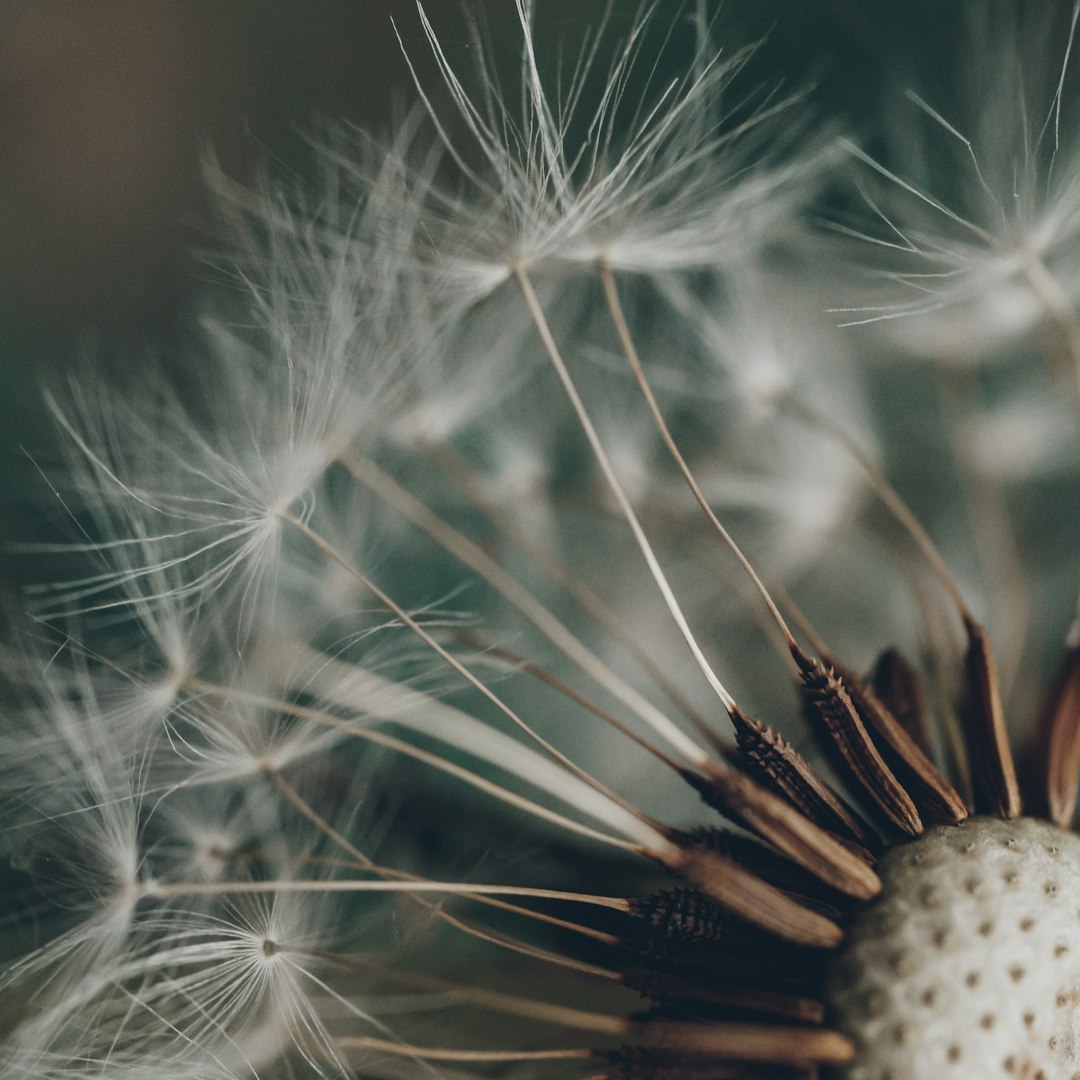 white dandelion in close up photography