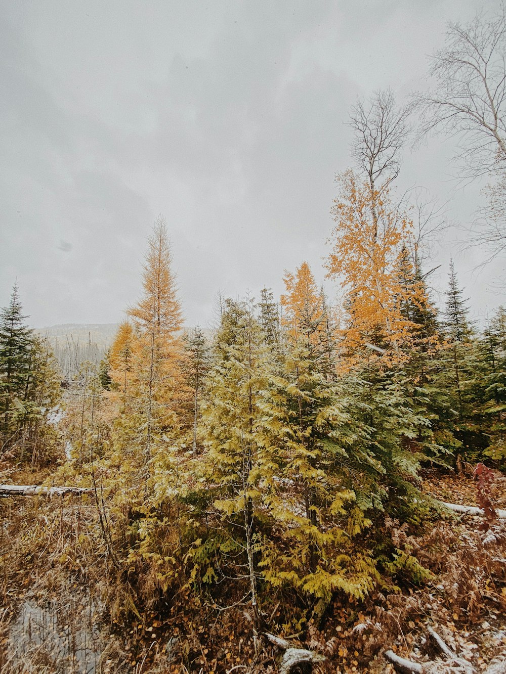 green and brown trees under white clouds during daytime