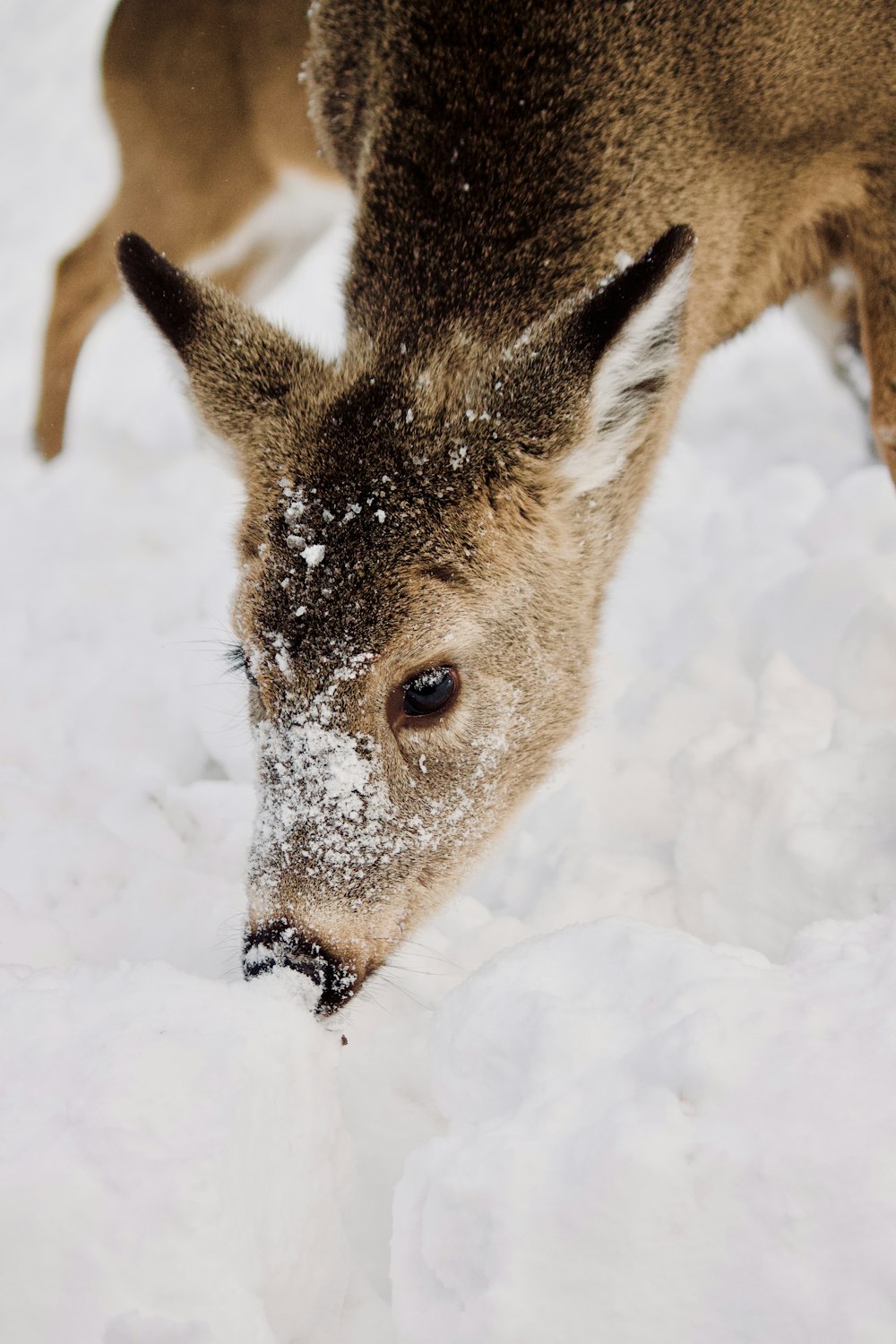 brown deer on snow covered ground during daytime