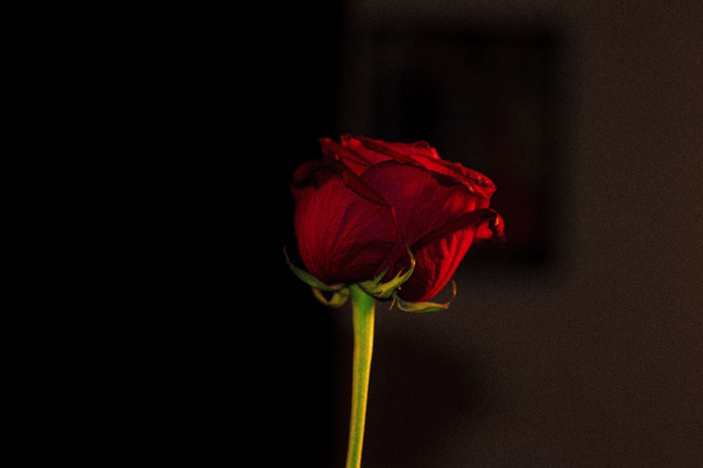 red rose in close up photography