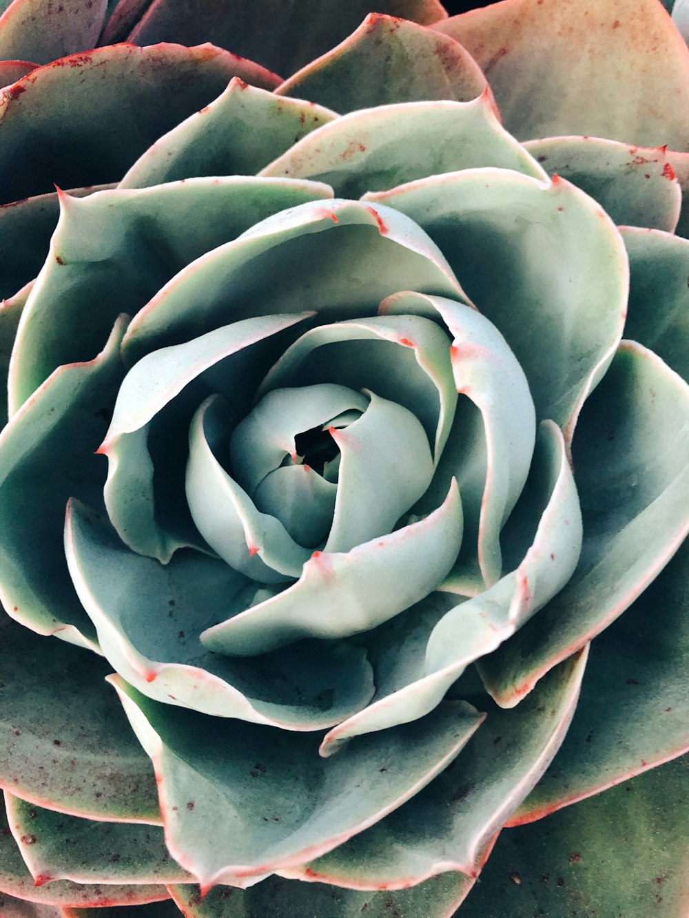 green succulent plant on brown soil