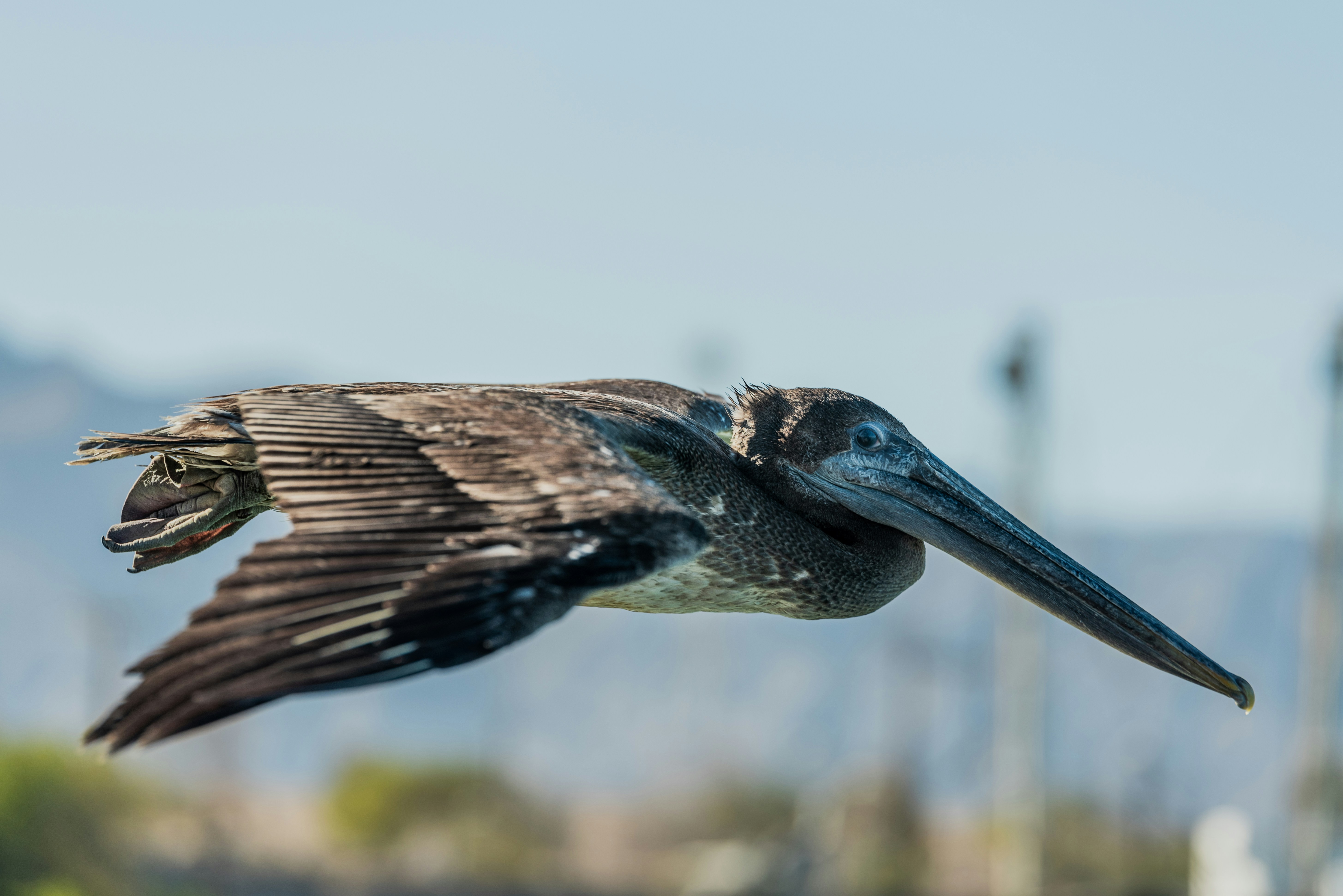 Pájaro marrón y blanco volando durante el día