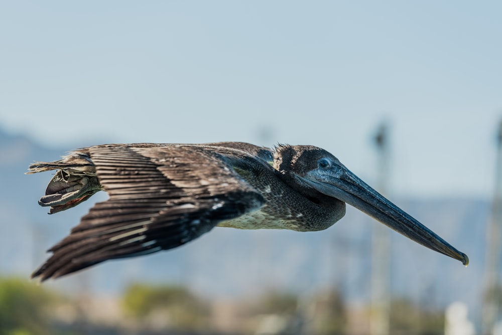 brown and white bird flying during daytime