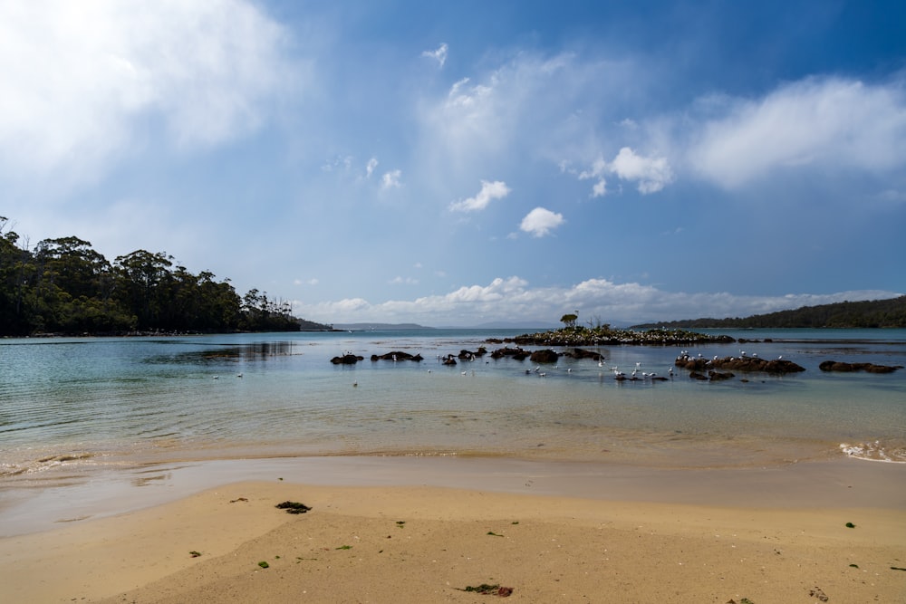 green trees on brown sand near body of water during daytime