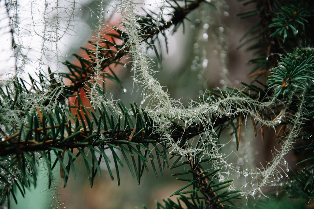 snow covered tree branch during daytime