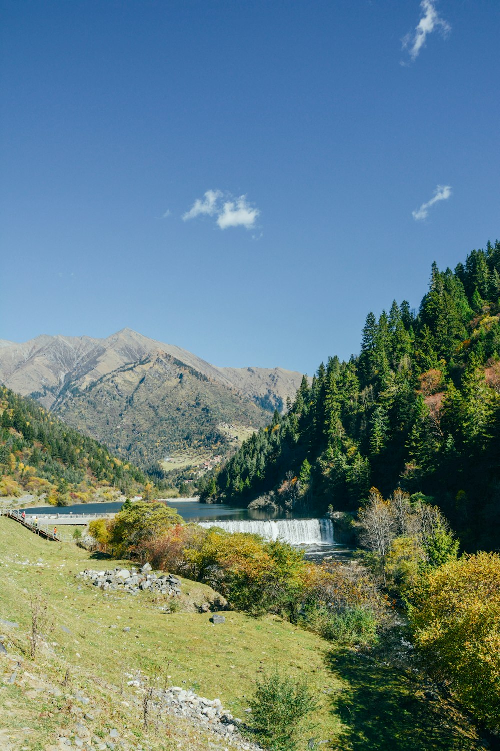 green trees near body of water under blue sky during daytime