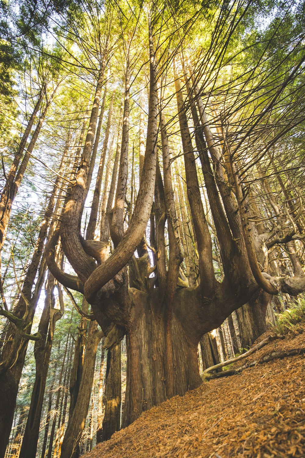 brown tree trunk during daytime