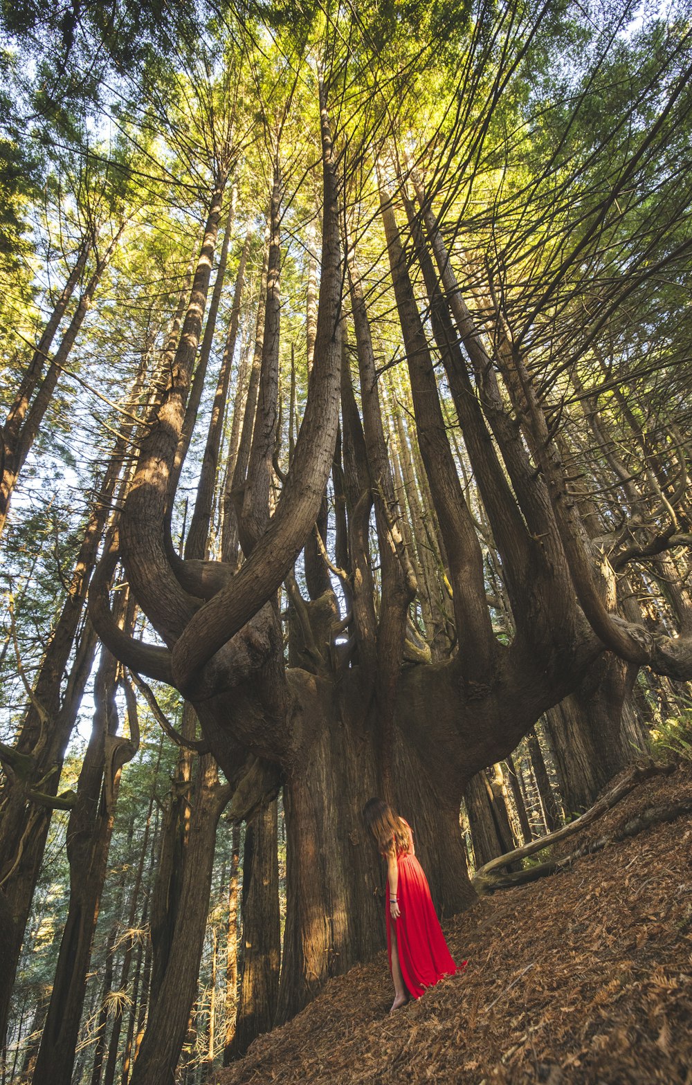 donna in vestito rosso in piedi sul tronco d'albero marrone durante il giorno