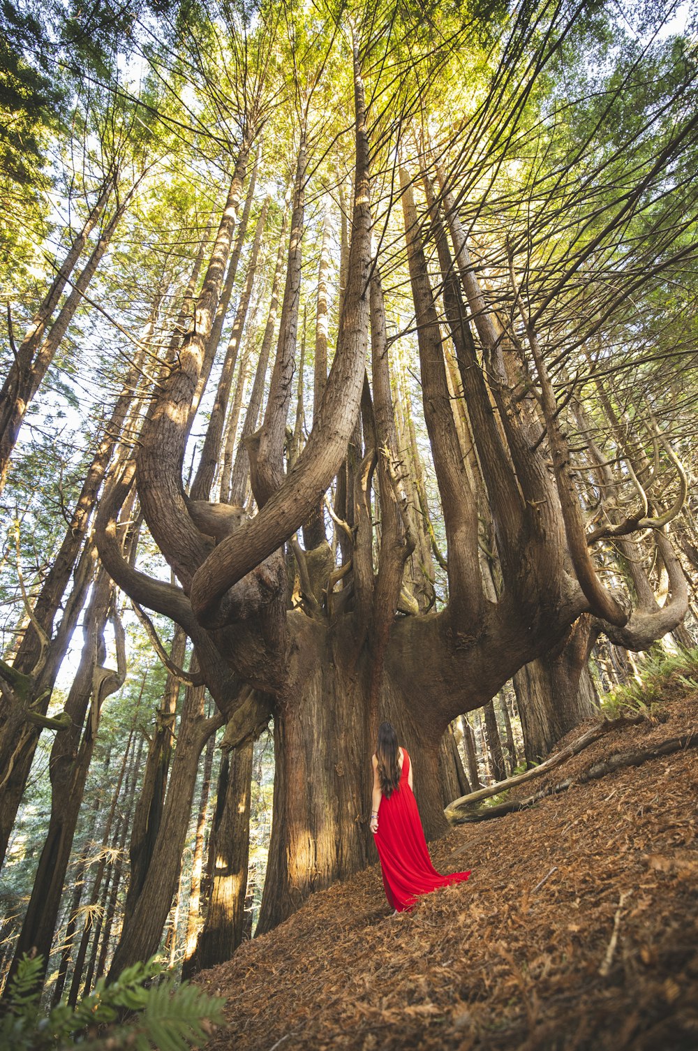 woman in red dress standing on brown tree trunk during daytime