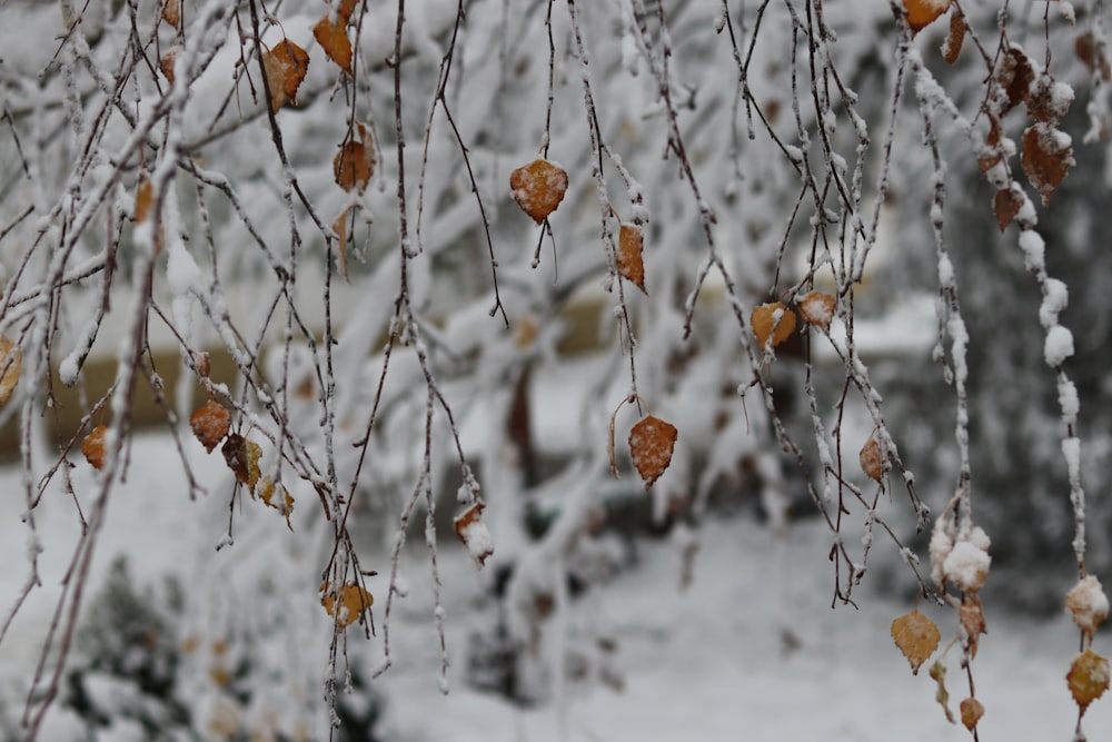 brown dried leaves on snow covered ground
