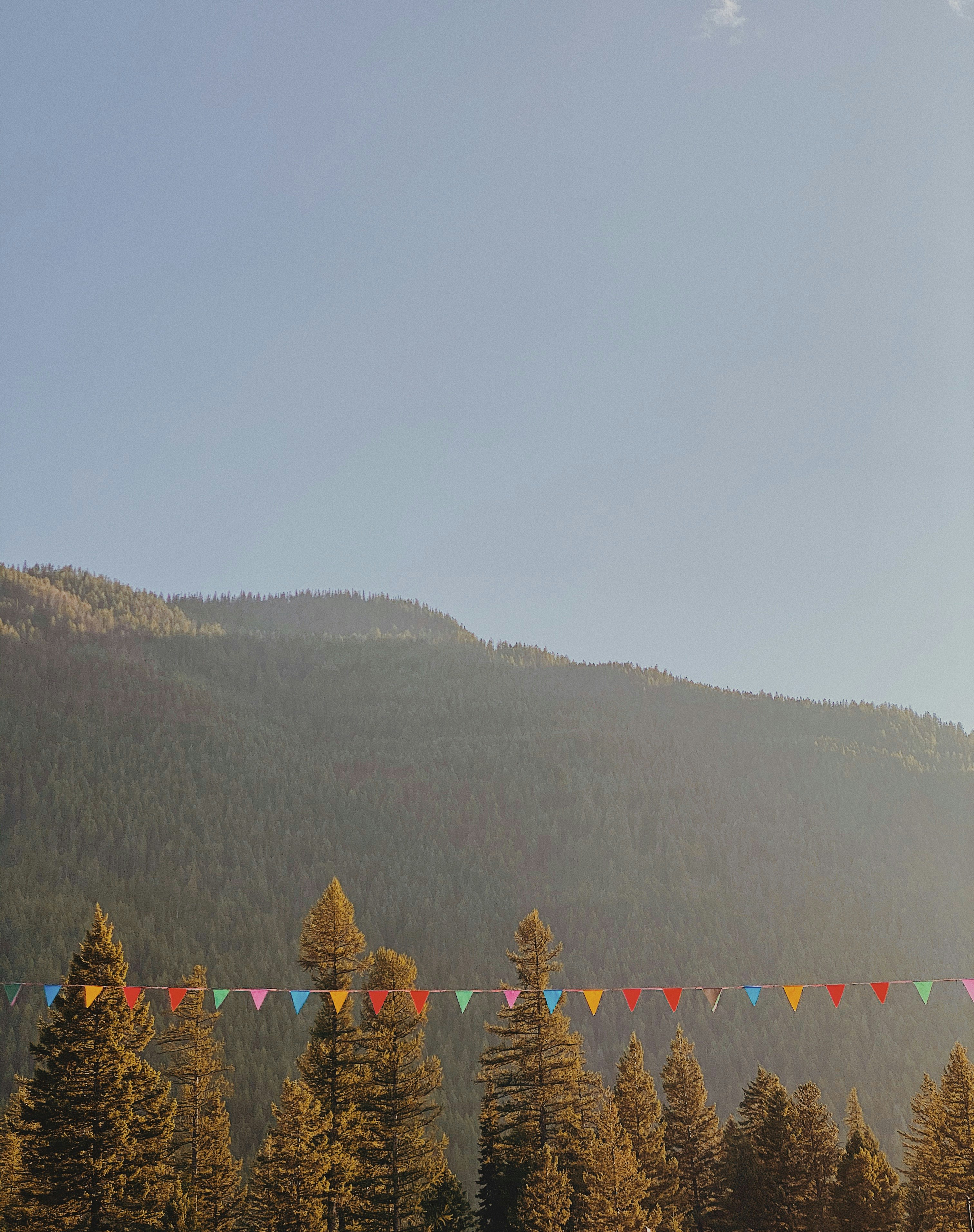 green pine trees on mountain during daytime