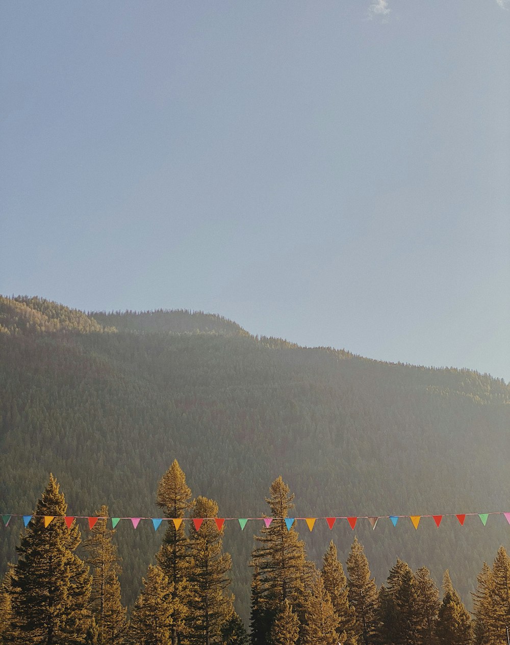 green pine trees on mountain during daytime