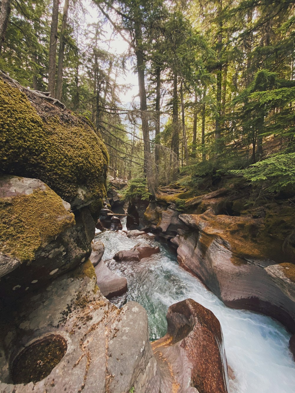 a river running through a lush green forest