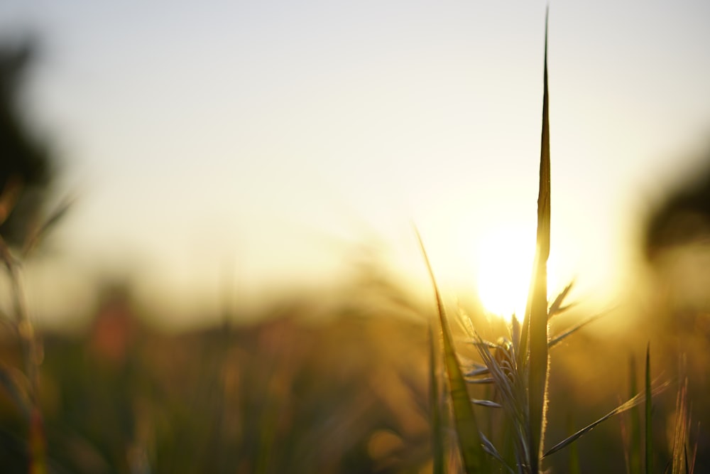 green wheat field during daytime