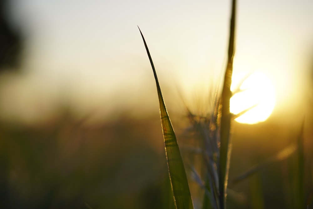 green wheat in close up photography