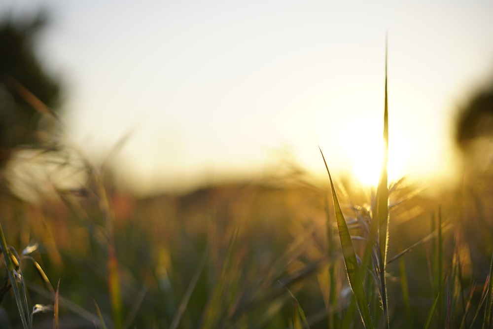 green grass field during daytime