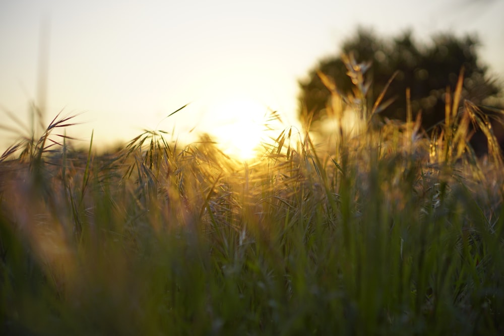 green grass field during sunset