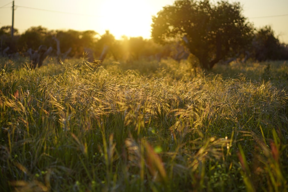 Champ d’herbe verte au coucher du soleil