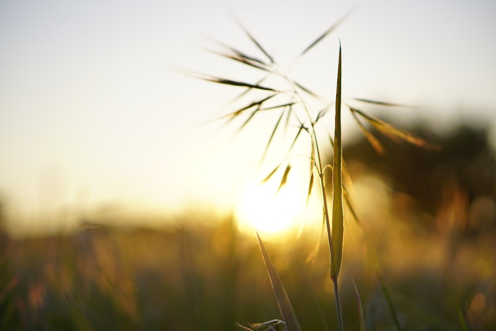 brown wheat field during daytime