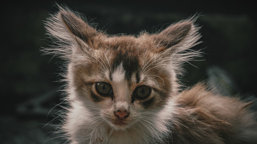 brown and white tabby cat