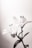 white lily in bloom close up photo