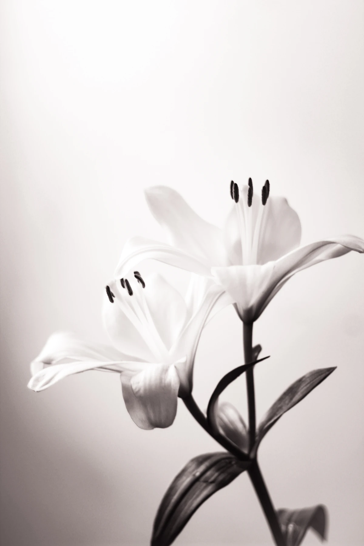 清楚なユリの花