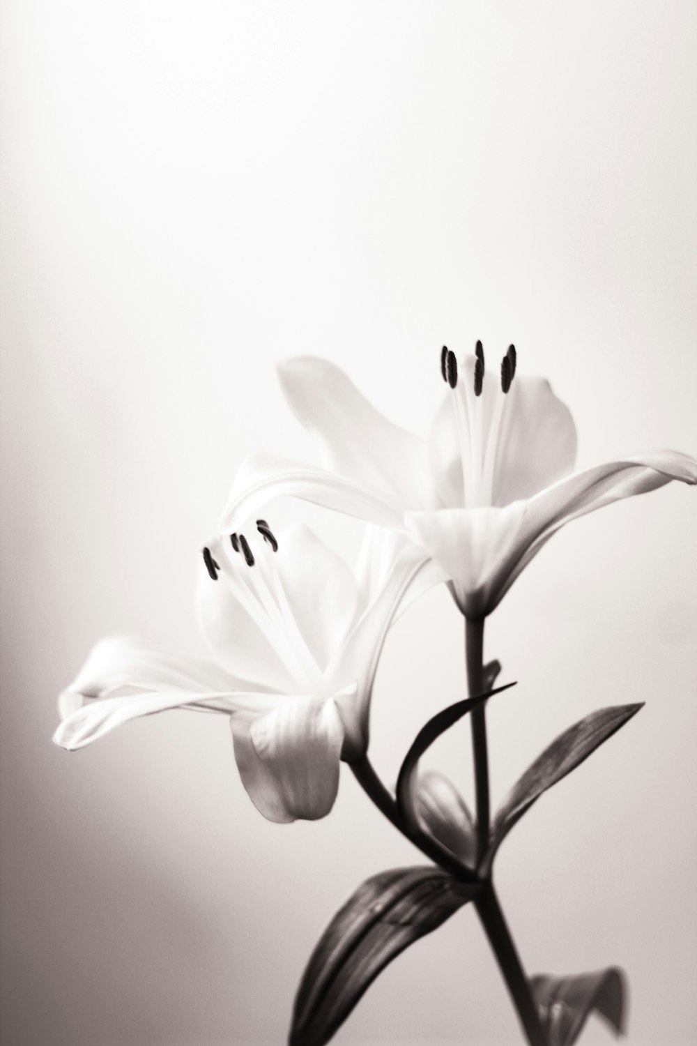 Weiße Lilie in Blüte Nahaufnahme