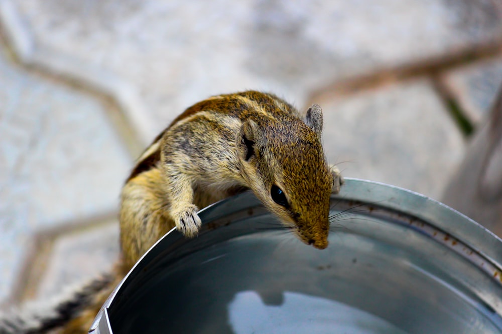 brown and black rodent in blue plastic bucket