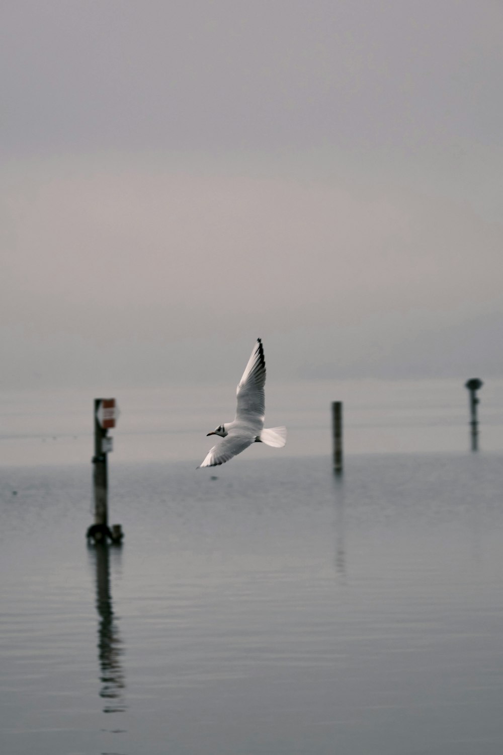 white bird flying over the sea