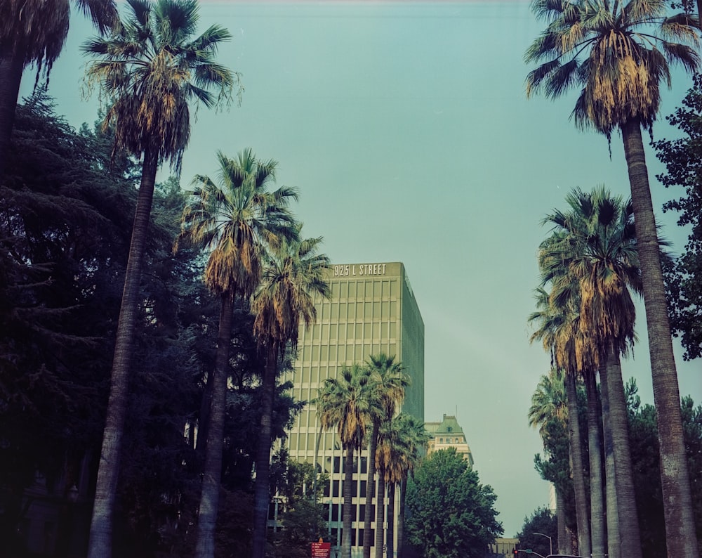 green palm trees near white concrete building during daytime