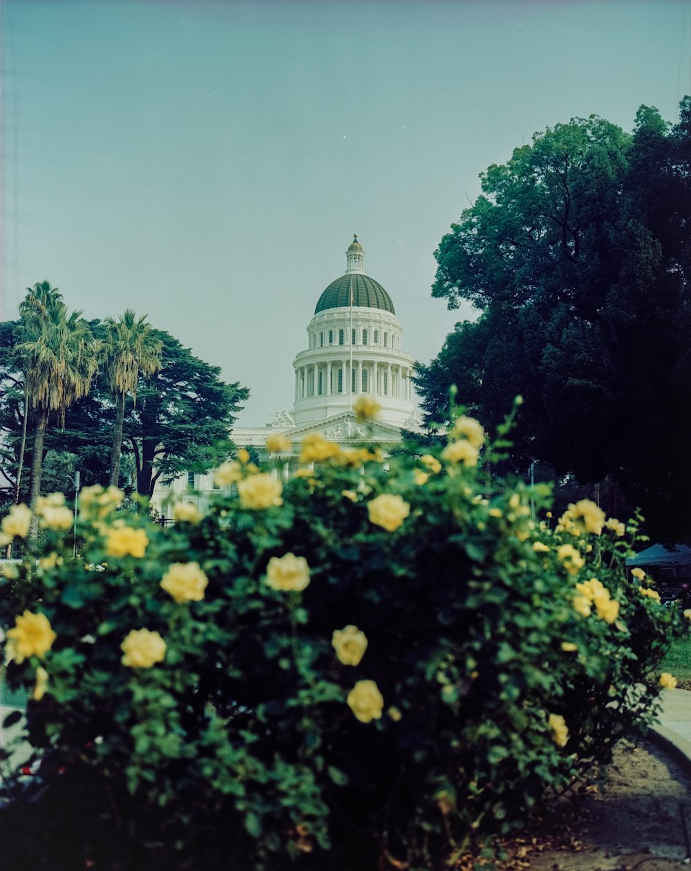 yellow flower field near white dome building during daytime