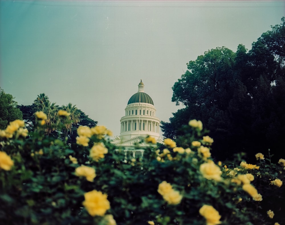 yellow flowers near green trees and white dome building
