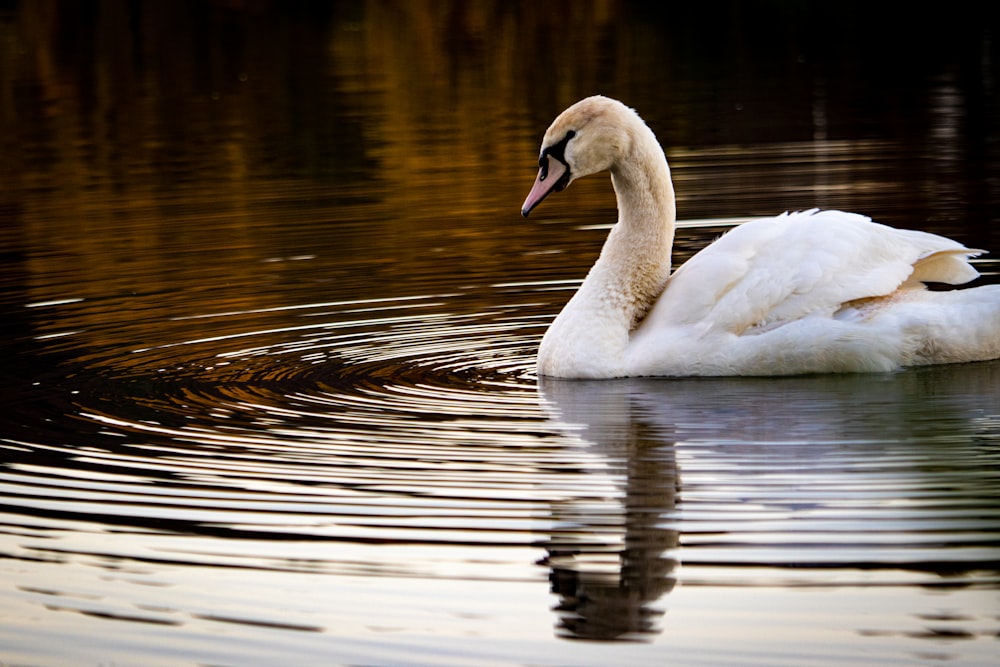 white swan on water during daytime