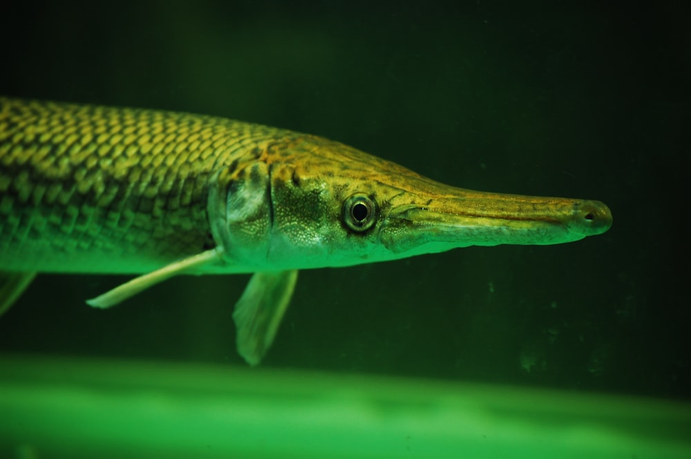 grey fish in water in close up photography