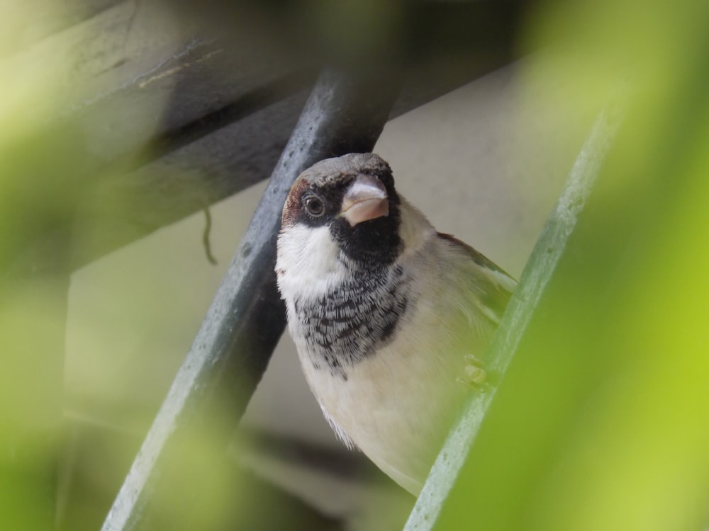 white and black bird on green stem