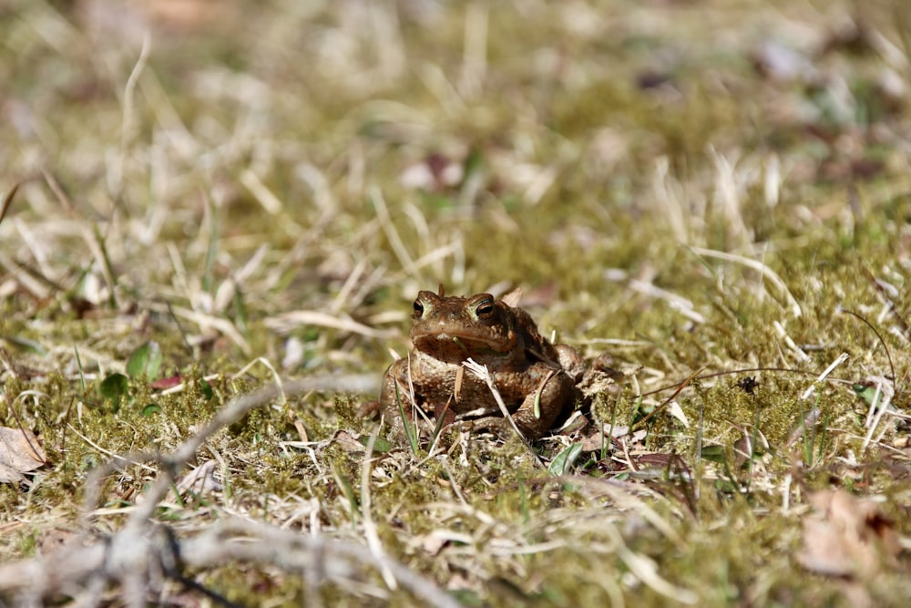 brown frog on green grass during daytime
