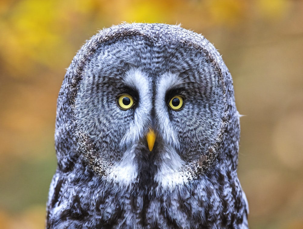 black and white owl in close up photography