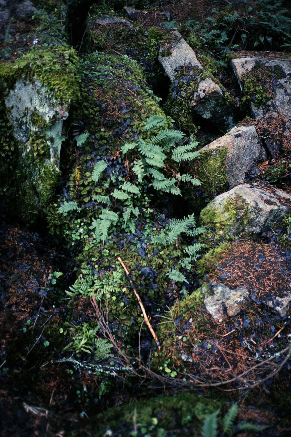 green moss on gray rock