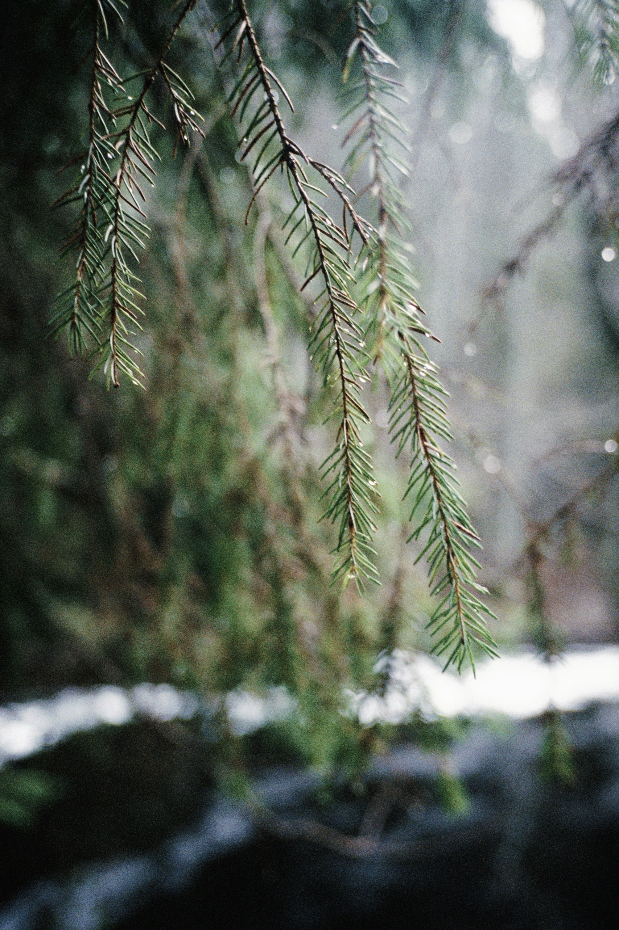 Photo by mogilat